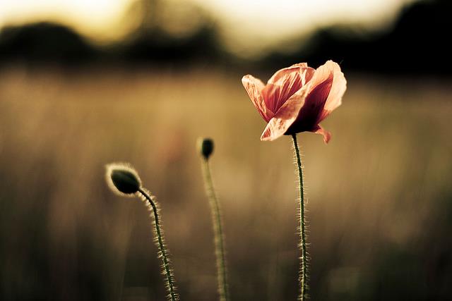 50 tuổi về sau, chuyện đời như đá mòn trong nước, như gió thổi mây trôi…