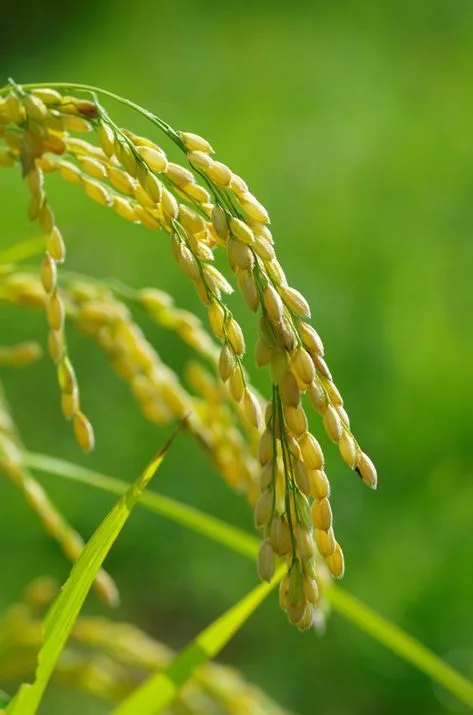 Chuyện về hai hạt lúa