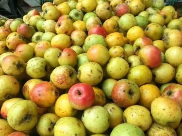 Dùng táo mèo chữa cao huyết áp