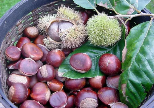 Bài thuốc từ hạt dẻ Cao Bằng