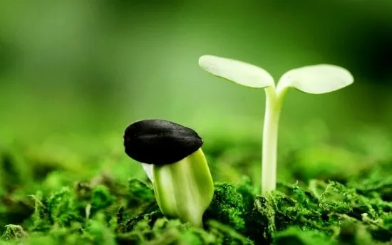 Học cách gieo nhân lành để cuộc sống tốt đẹp hơn