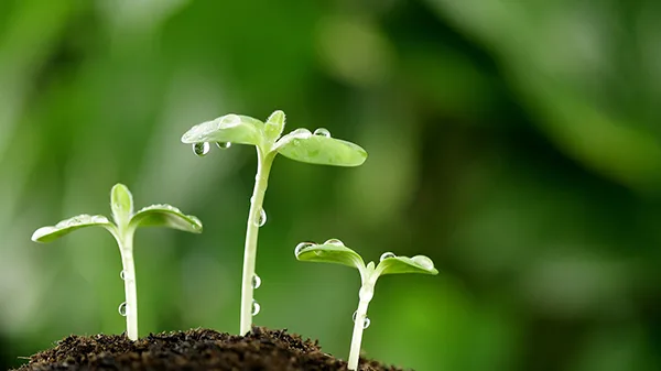 Học cách gieo nhân lành để cuộc sống tốt đẹp hơn