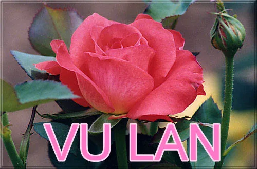 Ý nghĩa Lễ Vu Lan