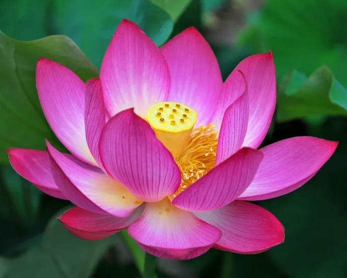 Đừng để ngộ nhận việc tu hành