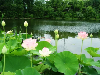 Ý nghĩa hoa sen trong Phật giáo