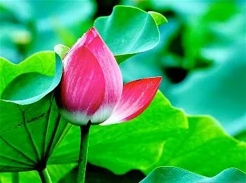 Giác ngộ và giải thoát