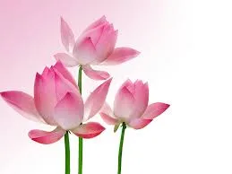 Chương trình lễ hội văn hóa "Hương Sen Xứ Nghệ"