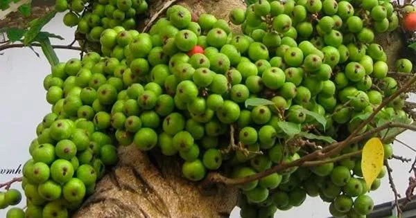 QUẢ SUNG, DƯỢC LIỆU “TRỜI BAN” VỚI NHIỀU CÔNG DỤNG CHỮA BỆNH TUYỆT VỜI
