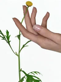 Sự Chấp trước là nguyên nhân của khổ đau