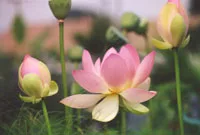 Phương pháp hóa giải sự xung đột