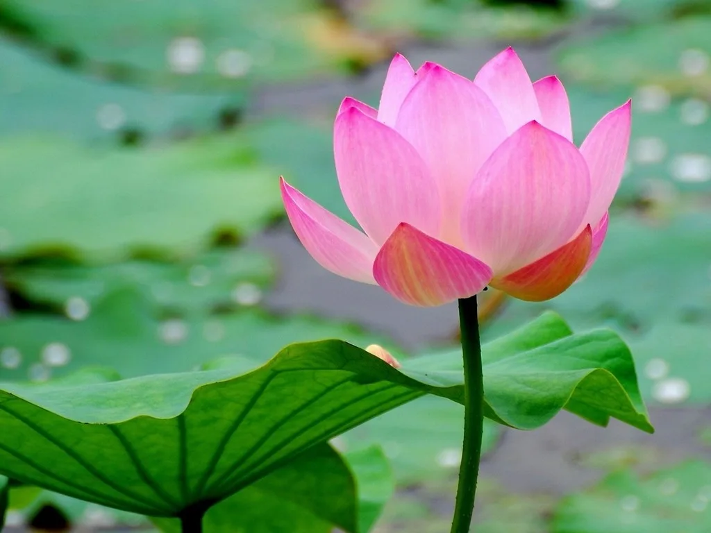 Nợ trần người trả kẻ vay