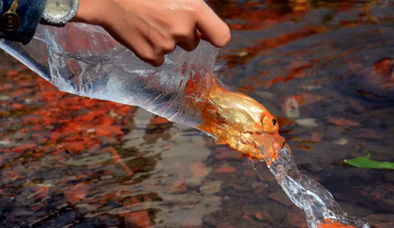 Ý nghĩa tục phóng sinh cá ngày Tết ông Công ông Táo