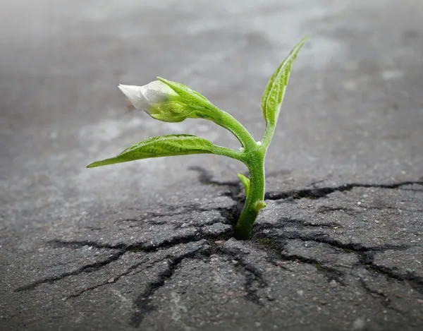 Đệ tử hỏi đức Phật: “Tại sao làm việc ác lại không bị ác báo?” Phật không trả lời mà chỉ kể một câu chuyện