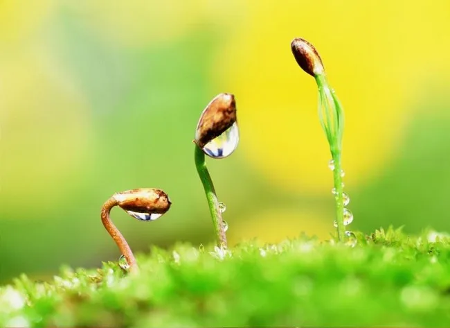 Thân là sự sống, sự sống tốt đẹp hay không là tùy thuộc vào tấm thân này