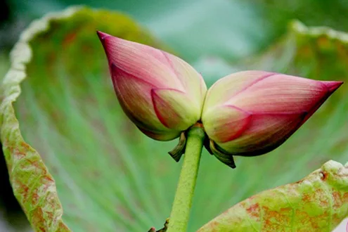 Băn khoăn về giữ giới thứ ba