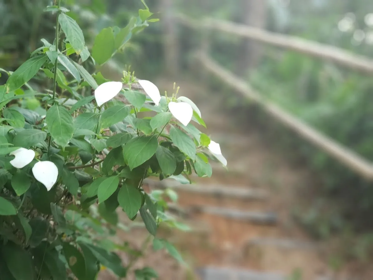 Xung quanh con đường rất nhiều loài hoa đẹp