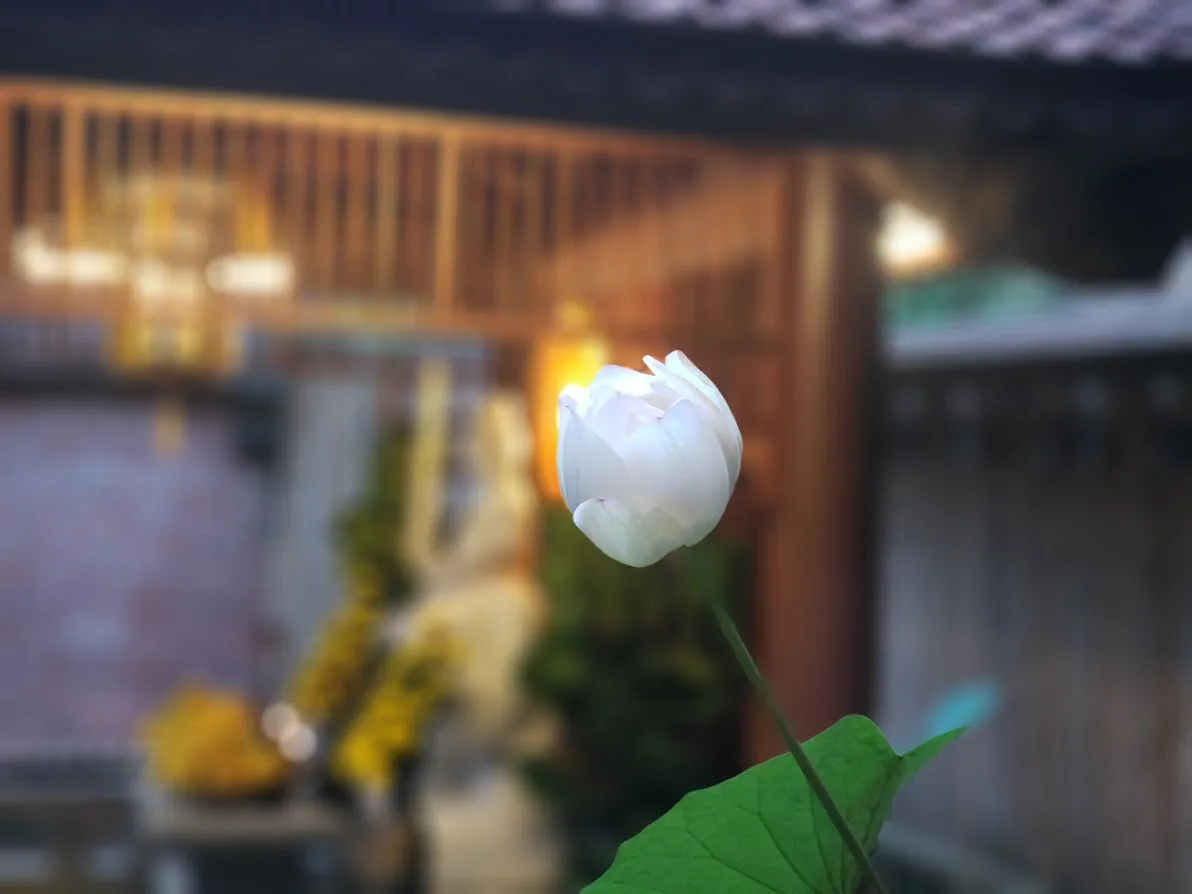 Một bông hoa Sen trắng chuẩn bị nở cạnh nơi thờ Ngài
