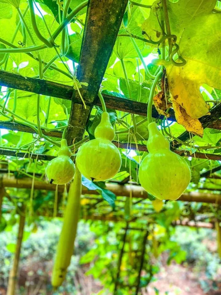 Vườn hồ lô trong Chùa