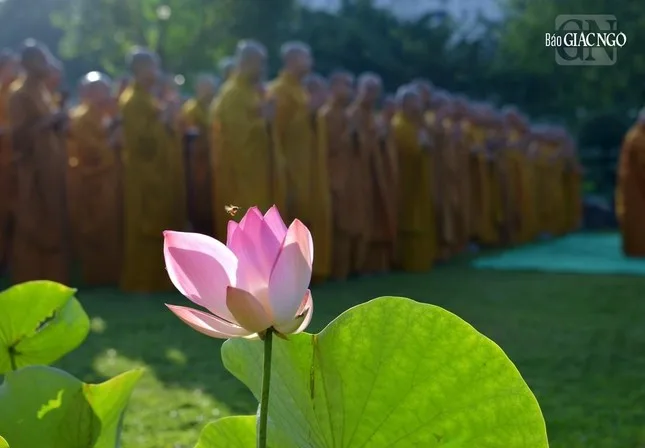 Tín ngưỡng A Di Đà và pháp môn Tịnh độ rất phổ biến ở Việt Nam và các nước Phật giáo Đại thừa