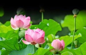 Chuyện Du Tịnh Ý gặp thần bếp