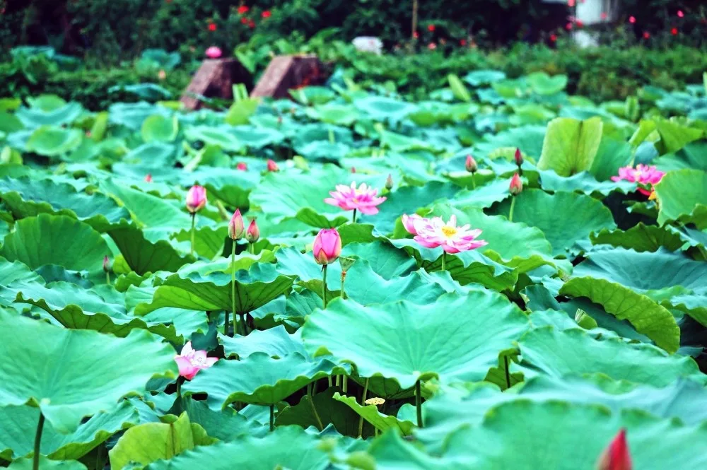 Thanh khiết hương sen tháng Sáu-1