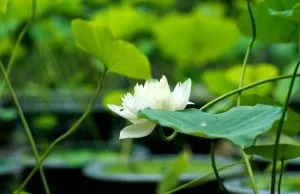 Làm việc thiện như thế nào cho đúng?