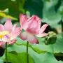 Pháp tu cho người đồng tính