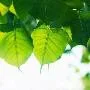 Học Phật, hiểu Phật, làm theo Phật