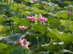 Thanh khiết hương sen tháng Sáu