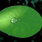 Quyết không ngã mặn