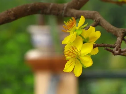 Tết xưa - Tết nay