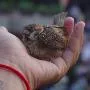 Phóng sinh chân chính