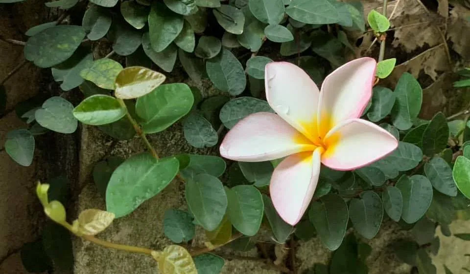 Trau dồi đạo hạnh-0
