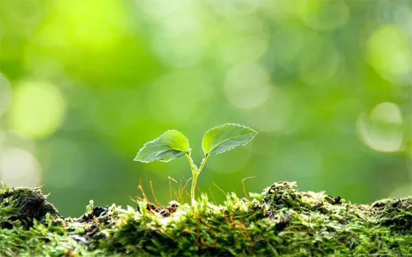 Do duyên mà hiện khởi