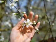 Ước hẹn với sự sống