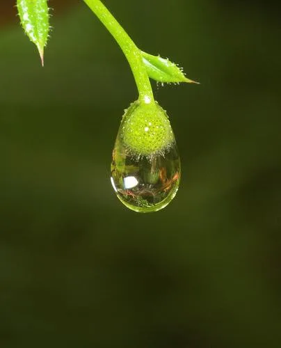 Giá trị của Vô thường