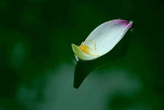 Kết quả hình ảnh cho tùy duyên