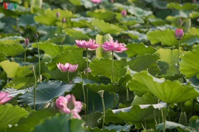 Thanh khiết hương sen tháng Sáu-0
