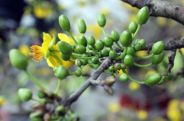 Trồng mai để đón mùa xuân. Mọi thứ đều có nhân-duyên của nó - Ảnh minh họa