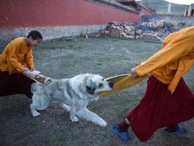 ...và chơi đùa với chó sau giờ tụng kinh buổi tối.