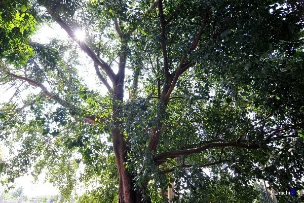 Tán cây bồ đề xum xuê trong nắng gió