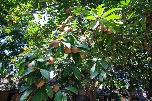 Đi dạo trong vườn bạn sẽ được nghe những âm thanh xào xạc từ cành hồng xiêm sai trĩu quả