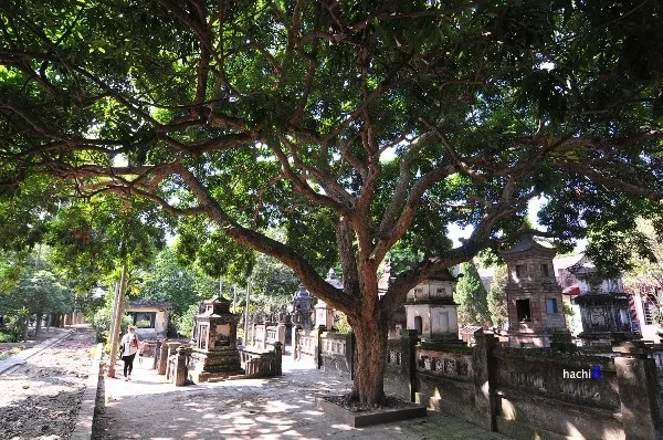 Không gian thanh tịnh với những cây nhãn cổ thụ, vươn tán xum xuê