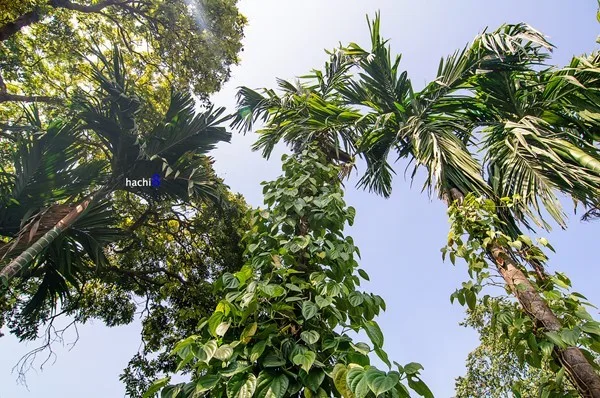 Phong cảnh thôn quê giữa Hà Nội với hàng trầu cau bên lối nhỏ