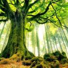 Có kiêng có lành