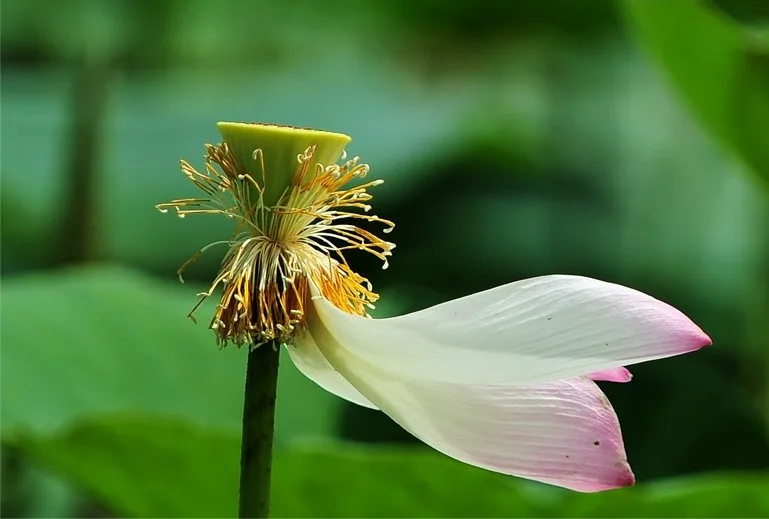 Ba bậc vãng sinh, chín phẩm sen vàng-0