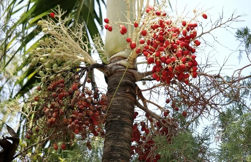 Nha Trang: Chùa Linh Sơn Phước Điền-24