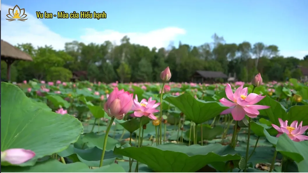 “Cha mẹ già như chuối chín cây – gió lay là rụng, ai hay mà chờ…”