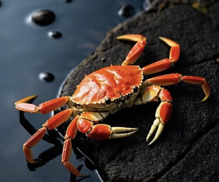 Truyện cổ Phật giáo: Hoà thượng Cua