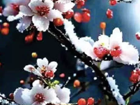 Thơ: Đạp tuyết tầm mai